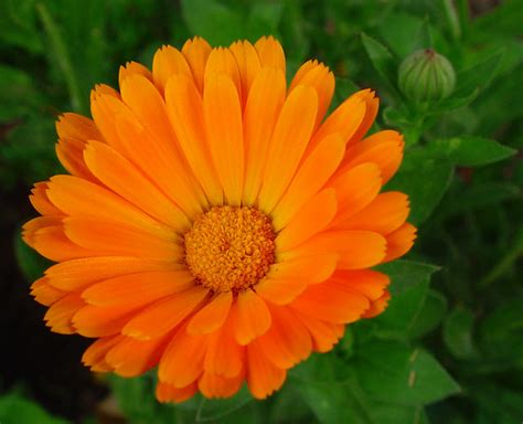Flor naranja de Dimorphoteca | Flickr   Photo Sharing!