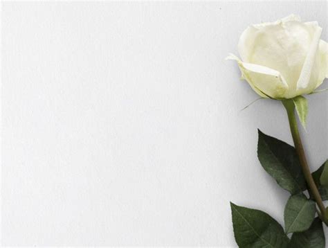 Flor rosa blanca fondo naturaleza Foto Premium | Free Photo #Freepik # ...
