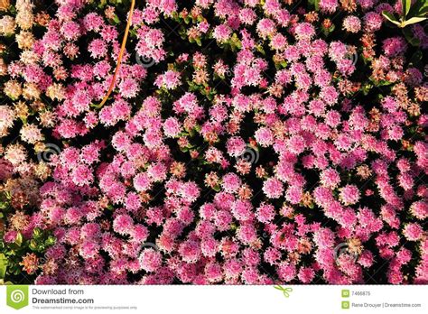 Flora australiana immagine stock. Immagine di fiori, pink ...