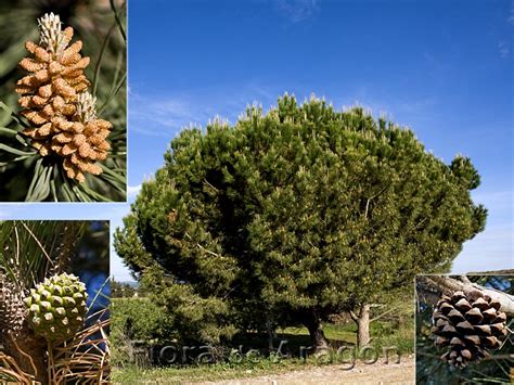 Flora de Aragón: Pinus pinea