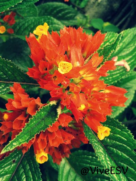 Flora de El Salvador | Plants, Flowers, El salvador