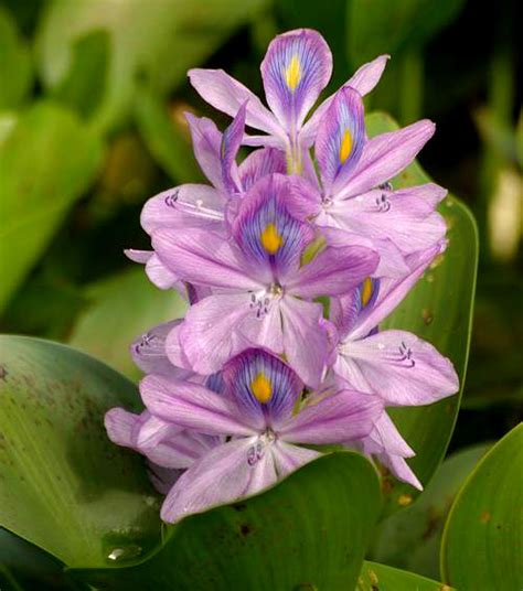 Flora de la Selva Peruana