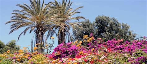 Flora endémica de Canarias  listado  | Isla de Tenerife Vívela