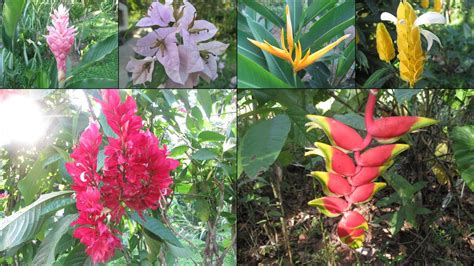 flora salvador bahia   Buscar con Google | Plantas exóticas