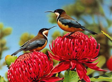 Flora y fauna de Australia; Guiotto Ego   Taringa!