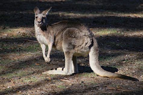 Flora y Fauna de Australia | La Reserva