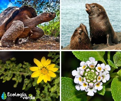 Flora Y Fauna De Las Islas Galápagos   Nombres y Fotos