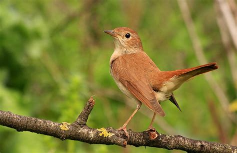 Flora y Fauna de las Sierras de Jaén: RUISEÑOR COMUN