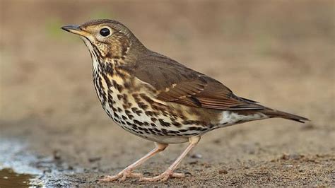 Flora y Fauna de las Sierras de Jaén: ZORZAL REAL