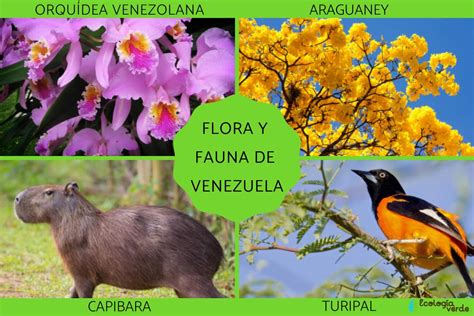 FLORA y FAUNA de VENEZUELA   Características y ejemplos