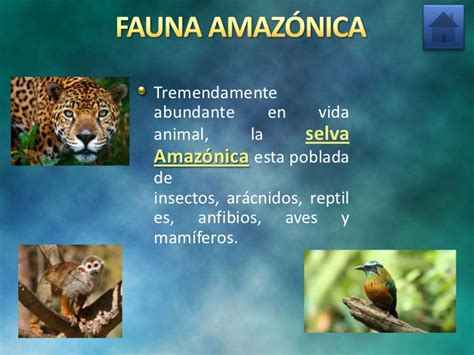 Flora y fauna del amazonas