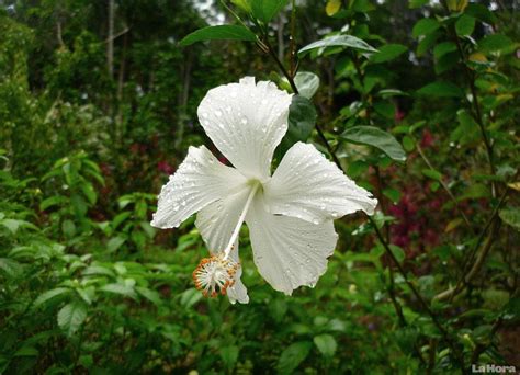 Flora y Fauna | Ecuador, regiones naturales