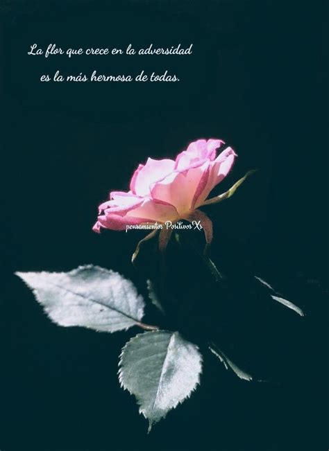 Florero | Frases de flores, Frases de rosas, Escritos frases