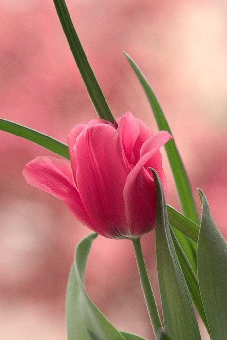 flores | Beautiful flowers, Pretty flowers, Pink tulips