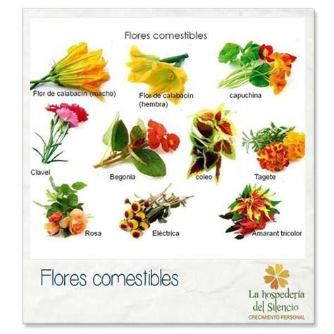 Flores comestibles | Flores comestibles, Flores de ...