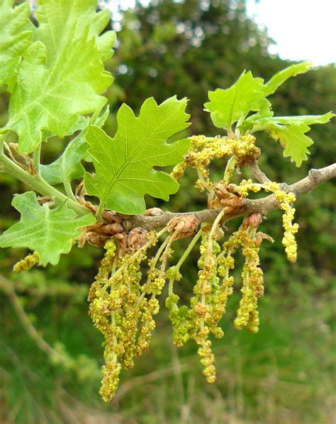 Flores de Bach  Cherry plum, clematis, oak    Ecorganic