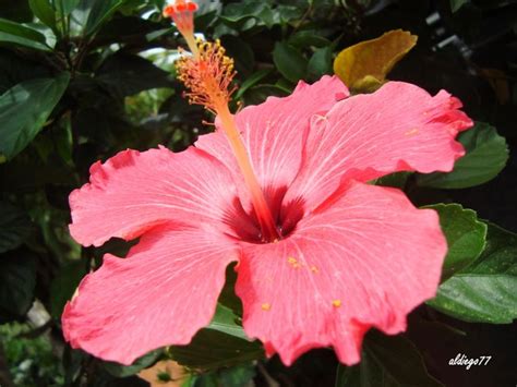 Flores de El Salvador   a photo on Flickriver | Flowers, Badge creator ...