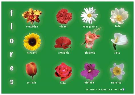 flores | Nombres de flores, Ideas de jardinería, Arreglos de rosas