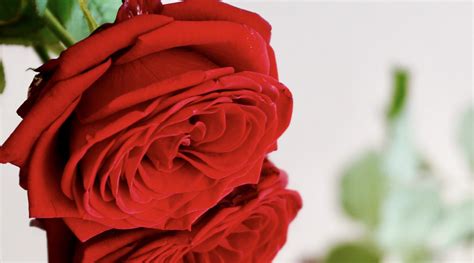 Flores para enamorados  a parte de la rosa    Regalarflores.net