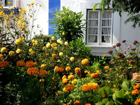 Flores para Jardim externo com sol | Decorando Casas