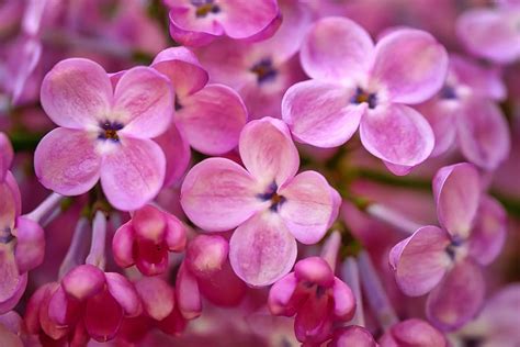 flores rosadas de 4 pétalos, flor, naturaleza, planta, color, floral ...