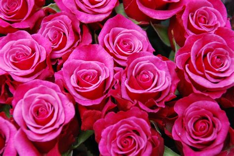 Flores Rosas Ramo   Foto gratis en Pixabay