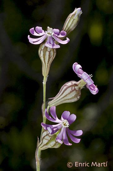 Flores Silvestres del Mediterráneo: Caryophyllaceae ...