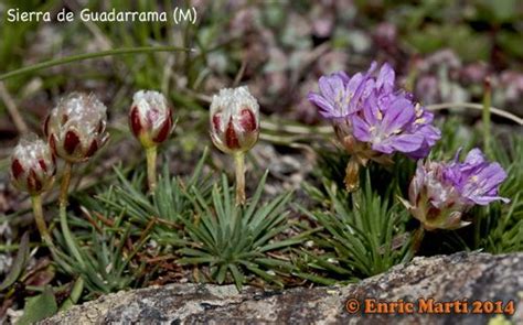 Flores Silvestres del Mediterráneo: Plumbaginaceae ...