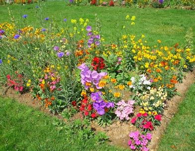 Flores útiles en el huerto para alejar plagas o atraer ...