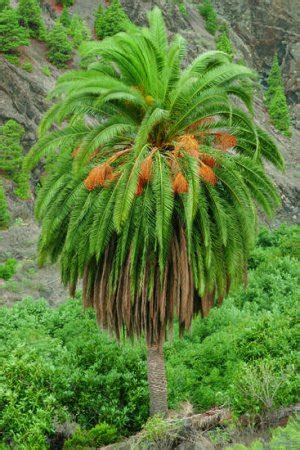 Flores y árboles: La palmera canaria  Phoenix canariensis