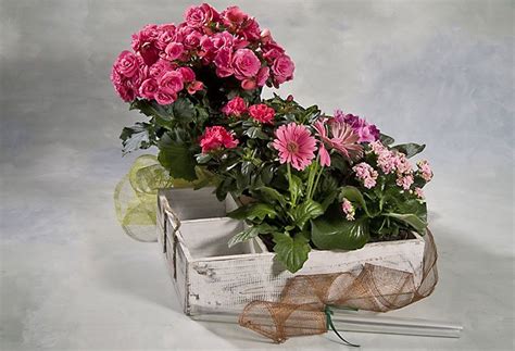 Flores y plantas para regalar