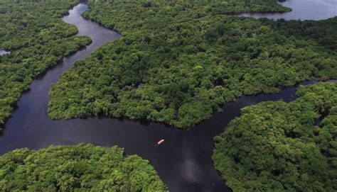 Floresta Amazônica: Biomas, Animais, Clima, Vegetação ...