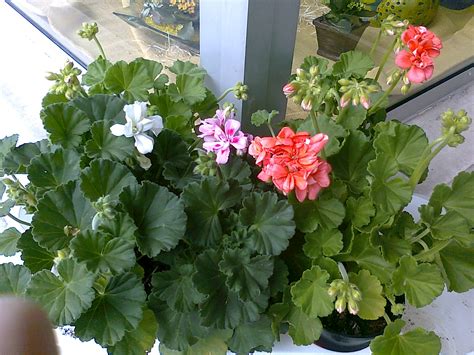 Florista Cinoflor: Plantas de exterior