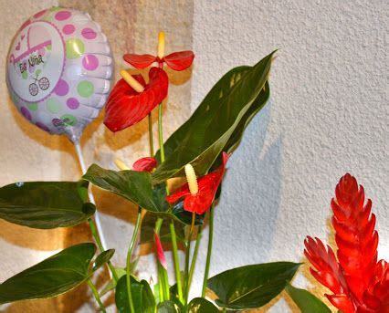 Floristerias de Valencia y envio de flores a domicilio en ...