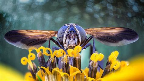 Flower Fly – Bing Wallpaper Download
