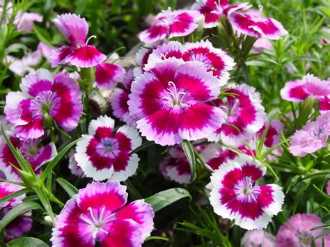 Flower Homes: Petunia Flowers