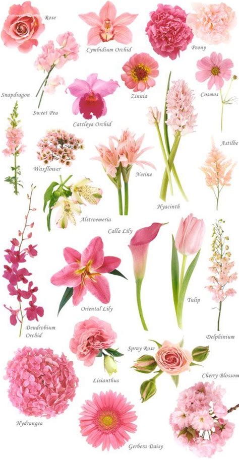 Flower Names | WeNeedFun