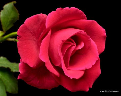 Flower Wallpapers | Flower Pictures | Red Rose | Flowers Gifts ...