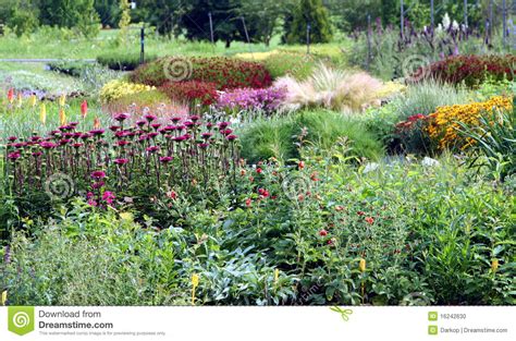 Flowering perennial plants stock photo. Image of ...