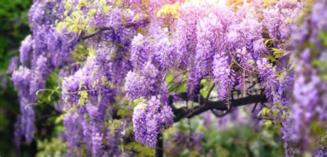 Flowering Shrubs: Sensational Spring Color | TLC Garden ...
