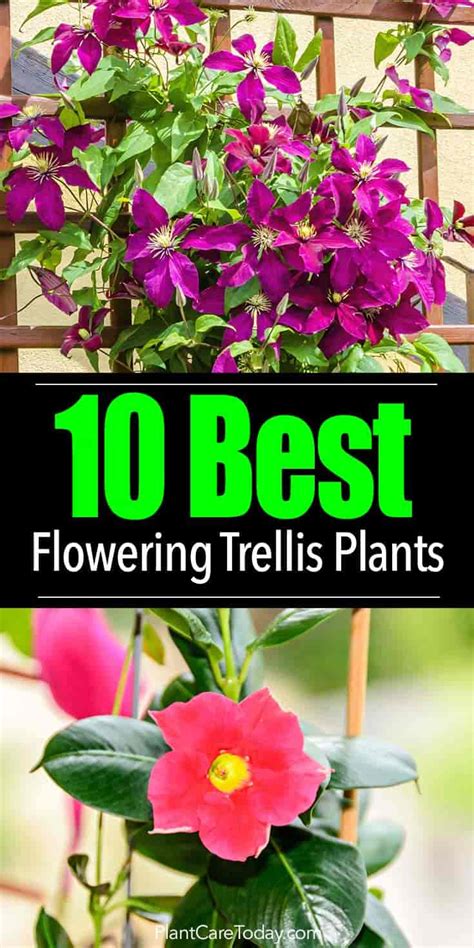 Flowering Vines: What Are 10 Of The Best Trellis Plants? | Climbing ...