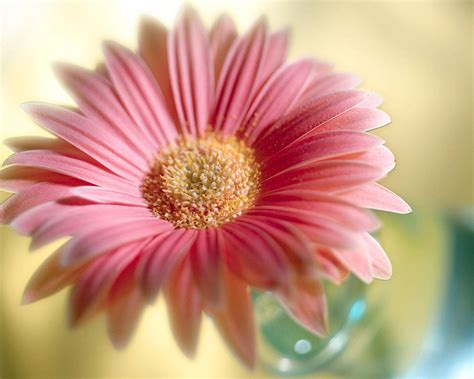 flowers for flower lovers.: Flowers wallpapers HD desktop ...