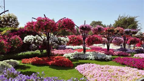 Flowers Gardens   Top 50 Most Beautiful Flowers in Gardens ...