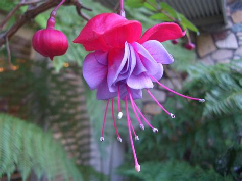 FLOWERS OF THE BLUE PLANET: EXOTIC FLOWERS