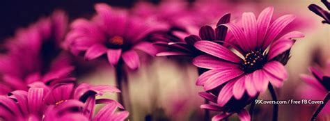 Flowers Pink 5 Facebook Cover Photos