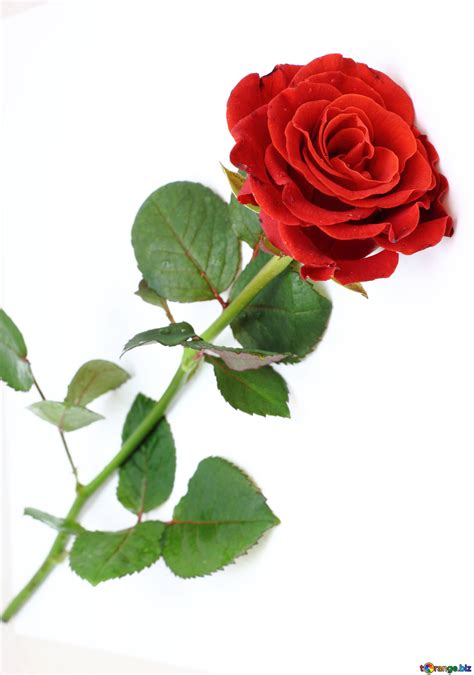 Flowers roses isolated image red beautiful rose images rose flower ...