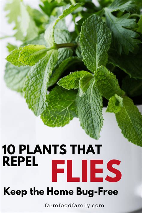 Fly Repellents: 10 Best Plants That Repel Flies [Naturally]