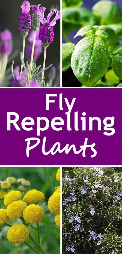 Fly Repelling Plants Using plants to repel flies serves ...