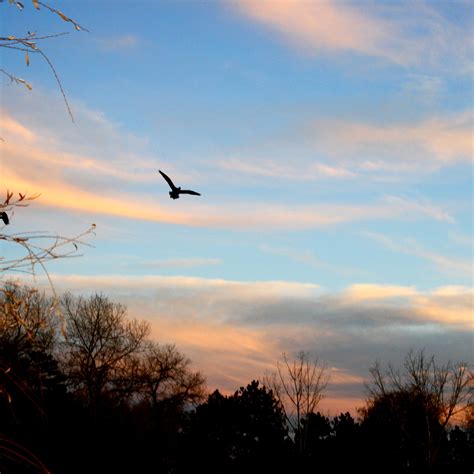Flying Bird at Sunset Picture | Free Photograph | Photos ...