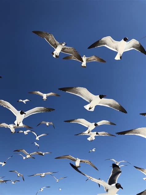 flying birds in the sky photo – Free Bird Image on Unsplash